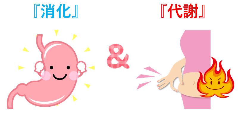 減肥 瘦身 剷肉 減重 酵素 燃脂 乳酸多多 青汁粒 乳酸青青 樂萊 乳酸菌 膳食纖維